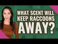 What scent will keep raccoons away