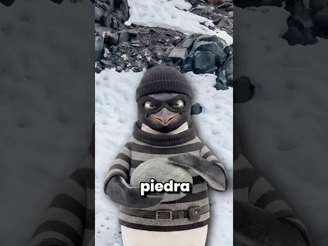 El amor de los pingüinos! ❤️🐧 # #curiosidades #datoscurisos #sabiasque #animales #pinguino