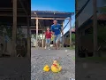 Download Lagu Phanet family: Ohh My Sad duck 🦆😭.#comedyshorts #comedyvideos #shorts #sad