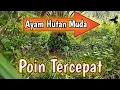 Lagu Rekor Baru Poin Tercepat Mikat Ayam Hutan