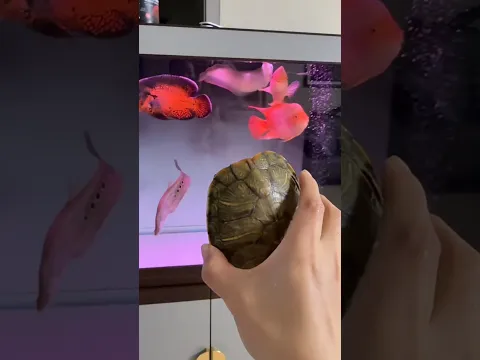चीकू बेटा क्या ये तुम्हारा घर है 🤯#Catsoftiktok #CatLovers #cat #cute #FunnyCats#catcartoon#fyp