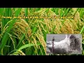 Download Lagu Cara pasang Jaring Tikus di padi, hasilnya Tikus pasti mati