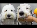 Instead Of A DOODLE Vivian The Old English Sheepdog
