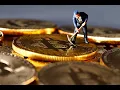 mining using Python