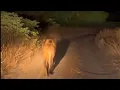 Download Lagu One of the Ndhzenga Male Lion Patrolling alone | they should be together | 4 September 2025