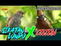 Download Lagu SIKATAN LONDO X CILILIN | MASTERAN MEWAH BURUNG BERKICAU