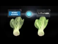 Sharp J Tech Hikaru Refrigerator - ActiFresh Experience