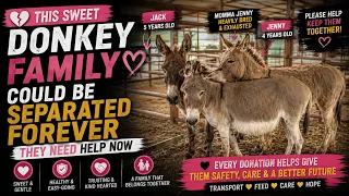 💔 This Sweet Donkey Family Could Be Separated Forever — They Need Help Now