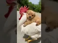 Download Lagu Labrador sitting on cock #cute #funny #shorts