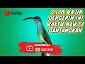 Download Lagu PIJANTUNG PISANG GACOR,JEDA GAMPANG DI TIRU SAMA CUCAK IJO DAN MURAI BATU@mackicau