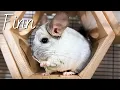 Bonding With My New Chinchilla