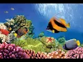 Ocean Habitats Ocean Life Education Primary Curriculum Resource 1