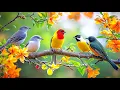 Stress Buster: Birdsong ποΈποΈποΈ \u0026 Piano for Instant Calm at Work