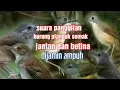 Download Lagu suara pikat burung planduk semak
