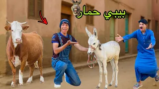 لما اخوك الصغير يجيب بيبي حمار البيت ويطلع مجنون     علاء حسين  دندنها