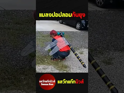 แมลงปอปลอมกันยุง #แสว๊กแก๊กนิวส์