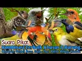 Download Lagu AMPUH.‼️ SUARA PIKAT KOMBINASI KHUSUS 6,BURUNG..