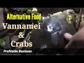 Download Lagu What can you feed your Vannamei and Crabs if you run out of budget for feeds | Alternative