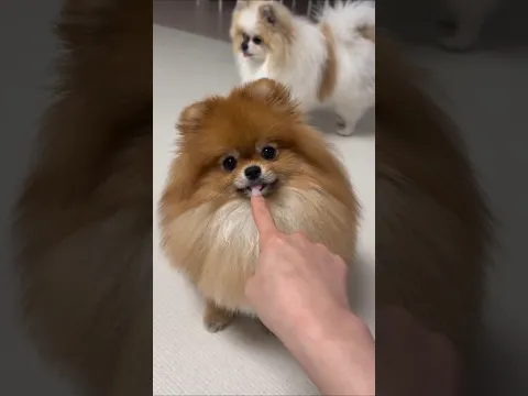 Secrets of pomeranian dog