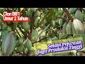 Download Lagu Clon BB1 Umur 2 Tahun, Selain Pejantan juga Produksi Tinggi//MCC02