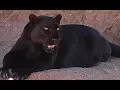 Download Lagu Panther Sounds