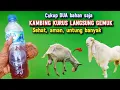 Download Lagu RESEP ASLI TERMURAH!! KAMBING JADI CEPAT GEMUK, SEHAT,AMAN DAN UNTUNG BANYAK