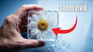 Este Fenómeno Físico Podría Salvar tu Jardín del Congelamiento