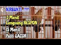 Download Lagu PANCINGAN WAMBI AGAR GACOR