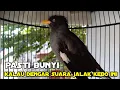 Download Lagu jalak kebo apapun langsung emosi kalau dengar suara jalak kebo ini pancingan jalak agar agar nyaut