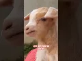 Download Lagu Bakri ka cute bacha #music#dj #electronicmusic #housemusic #goat #beautifullgoats #ramadangreetings