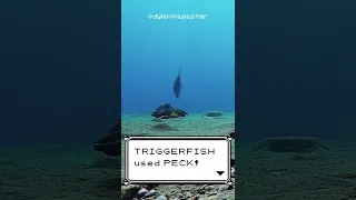 Octopus Attacked by Triggerfish