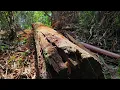 kayu ulin part 2. Terbengkalai ratusan tahun