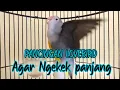 Download Lagu ALTERNATIF RANGSANGAN LOVEBIRD AGAR CEPAT GACOR DAN NGEKEK PANJANG