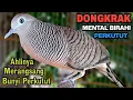 Lagu Perkutut Lokal Gacor RAJA PIKAT Ahlinya Bikin Semua Burung Perkutut Gacor Nyaut