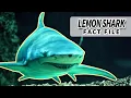 Lemon Shark Facts the YELLOW SHARK Animal Fact Files