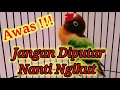 Download Lagu Lovebird Nada Lelah,Cocok Buat Pancingan Sekali Putar Auto Langsung Ceeerrrrrrtt