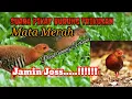 Download Lagu suara pikat burung tikusan mata merah SUPER Ampuh terbaru / pikat burung sawah #pikat #burung #sawah
