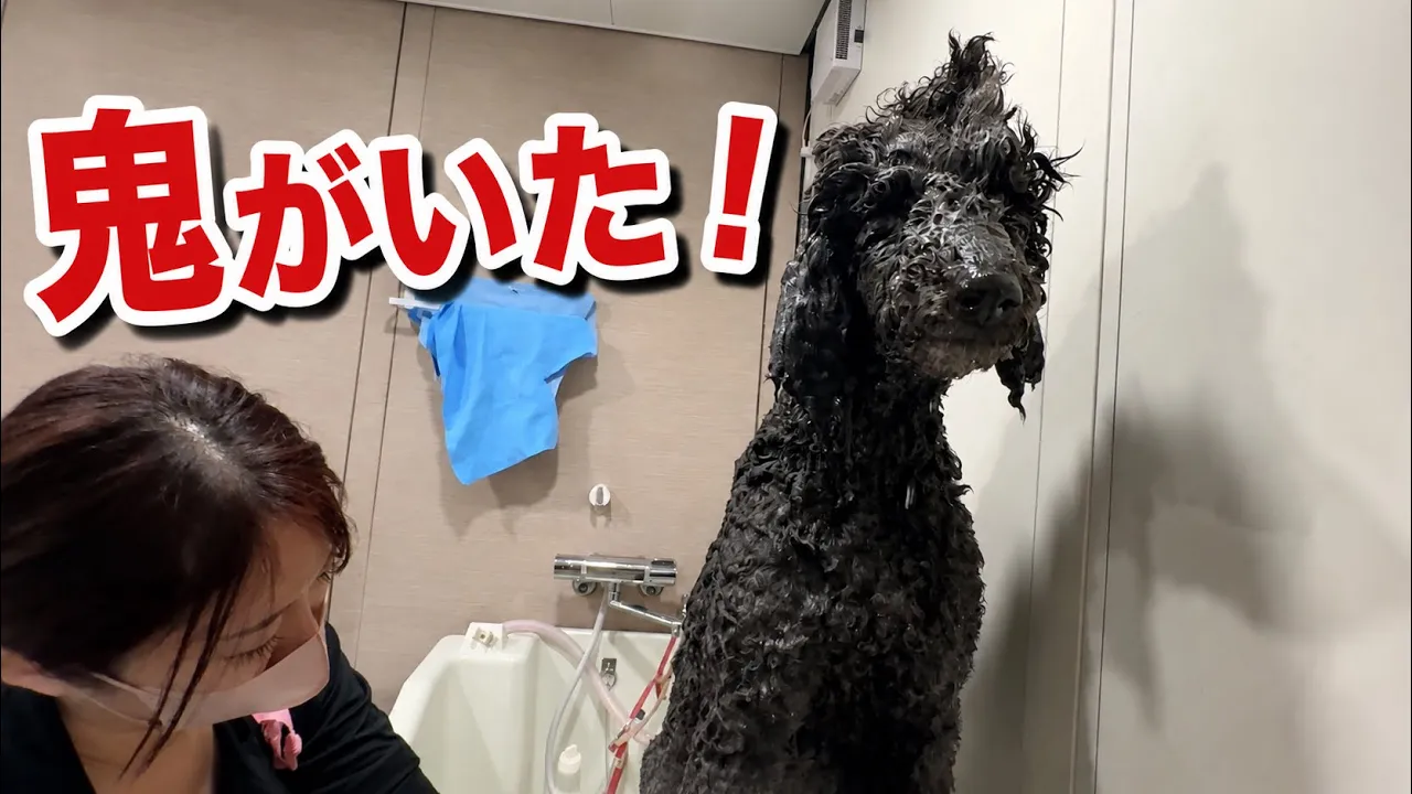 シャンプー中に鬼になるプードル