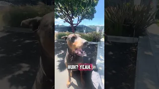 #Fyp #pets #dream #Doberman #vlog