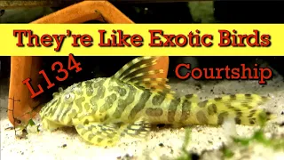 Download How to get your Leopard Frog Plecos To be More Active!!! Plus Bonus Courtship Footage!! Subscribe!!! MP3