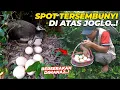 Download Lagu SPOT TERTUTUP DI ATAS JOGLO..! BANYAK TELOR MERAK BERSERAKAN..!