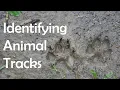 Identifying Animal Tracks