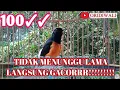 Download Lagu Pancingan GACOR Murai Batu EMOSI 100%Efektif bikin NGAMUK bongkar isian cililin kenari katem