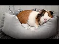 How Do Guinea Pigs Sleep 8 Weird Facts That Shocked Me