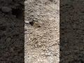 Download Lagu gardening but then 💁golden digger wasp took over just a little bit of my garden 💁 and that's okay 😉