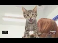 Clear the Shelter event happening Saturday at Onslow County Animal Services