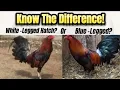 Different Types of Hatch Rooster Blue-Legged vs White-Legged Explained