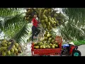 Download Lagu Harvest coconut 12m above the ground is extremely dangerous - Harvesting fruit in heavy rain to sell