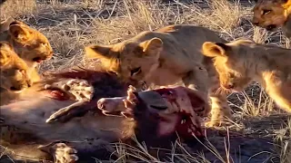 Rare Encounter: Lions vs. Aardvark & Giant Anteater vs. Jaguar! (Unseen Wildlife)