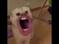 Download Lagu Silly Cats with Human Mouths